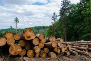 México se suma al acuerdo para frenar la deforestación en la COP26