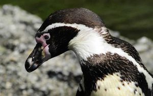 Pingüino Humboldt: una especie en peligro de extinción