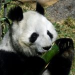 Pandas gigantes del Zoológico de Chapultepec, embajadores de la conservación a nivel mundial