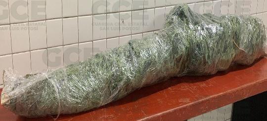, Policías de la Guardia Civil Estatal (GCE) aseguraron una planta de marihuana de más de 7 kilogramos