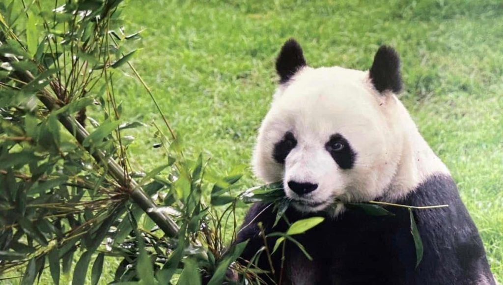 Muere "Shuan Shuan", la panda gigantea longeva de México