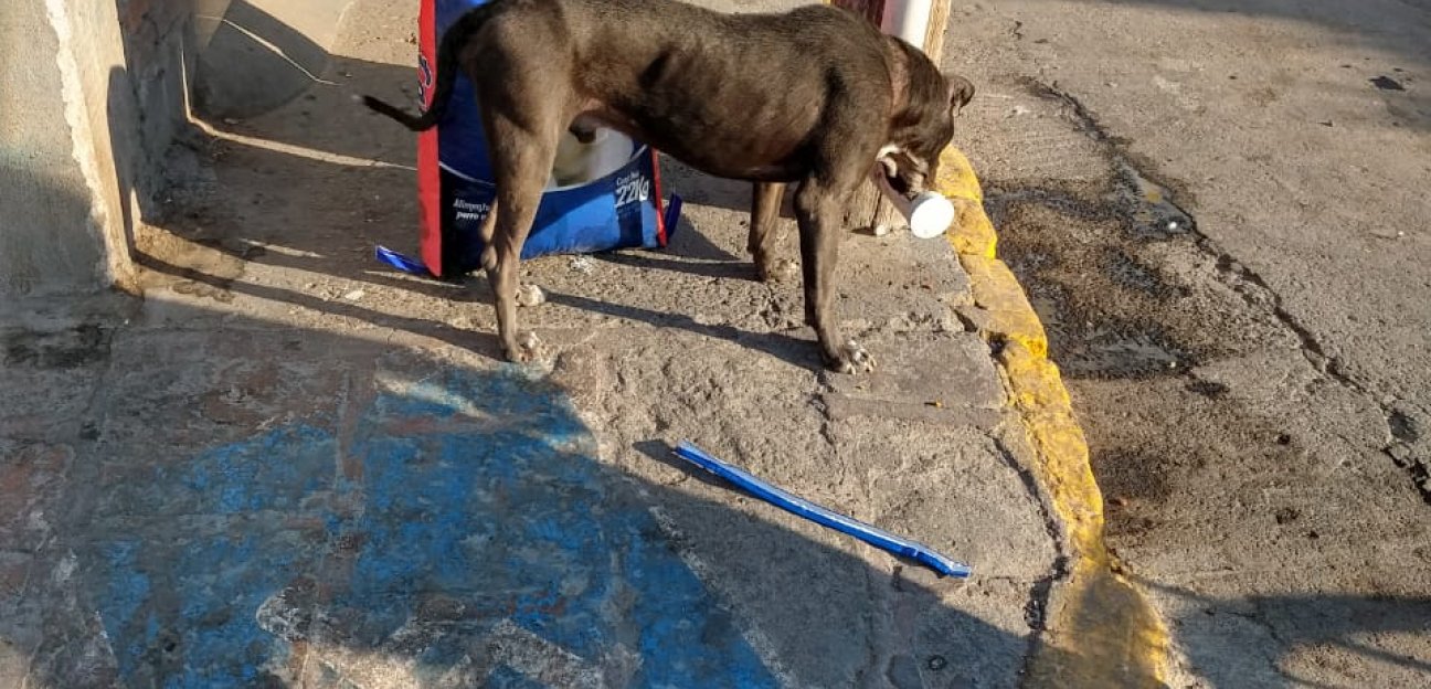 El programa cuenta hasta el momento con 14 dispensadores