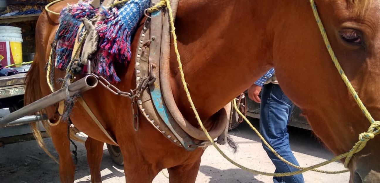 En esta acción participan elementos de la dirección de Tránsito y Policía Vial, médicos veterinarios y personal de Ecología.