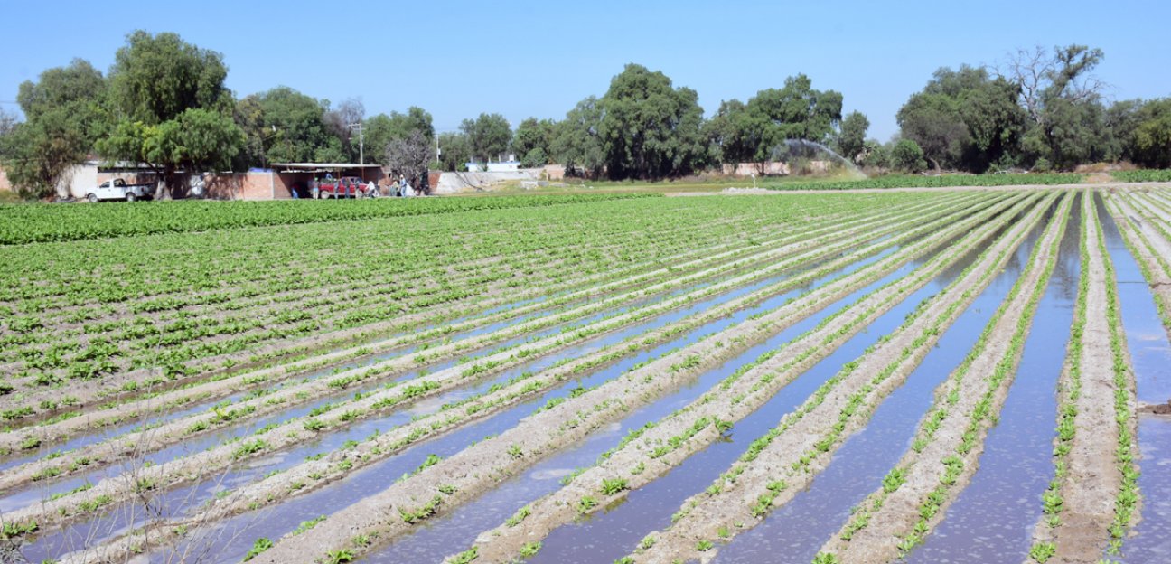 Aseguró que serán benéficas las recientes lluvias que cayeron en territorio soledense, con lo que se augura una buena cosecha.