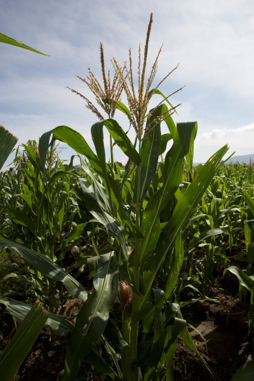 la producción agropecuaria de San Luis Potosí creció un 84.7 por ciento durante el Gobierno de Juan Manuel Carreras López