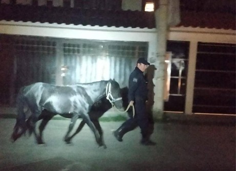 Lograron el aseguramiento de un caballo que se encontraba deambulando por las calles con el riesgo de provocar un accidente.