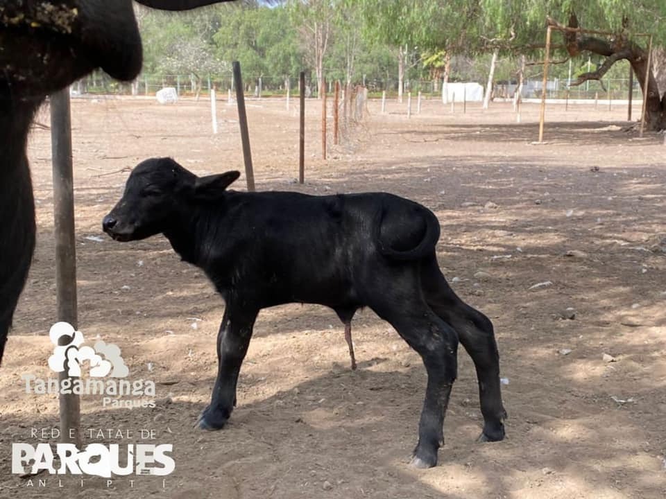 La Dirección General de los Parques Tangamanga informó que el pasado fin de semana, nació una cría macho de Búfalo de Agua