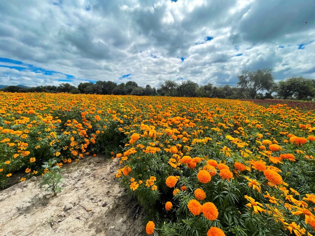 La flor de cempasúchil que se produce en Soledad de Graciano Sánchez se exporta a estados como Tamaulipas, Nuevo León y Coahuila.