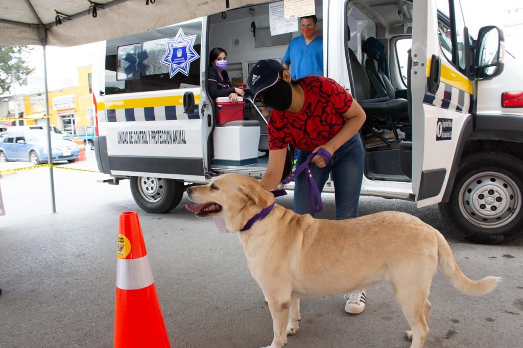 Servicios Municipales informó que por instrucciones de la alcaldesa de Soledad, el servicio de protección animal Ambudog, continúa con la atención a los animales