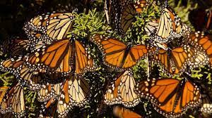 Inicia la llegada de mariposas monarca a México