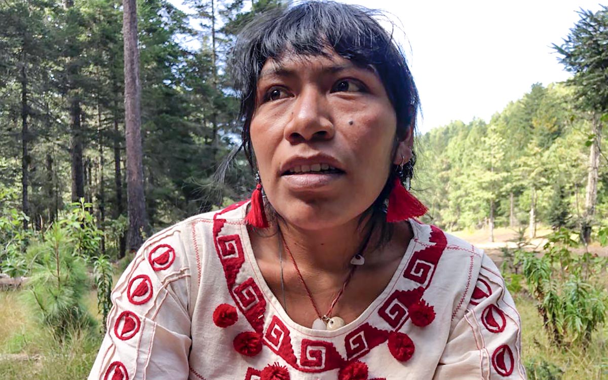 Alertan desaparición de Irma Galindo, defensora del bosque en Oaxaca