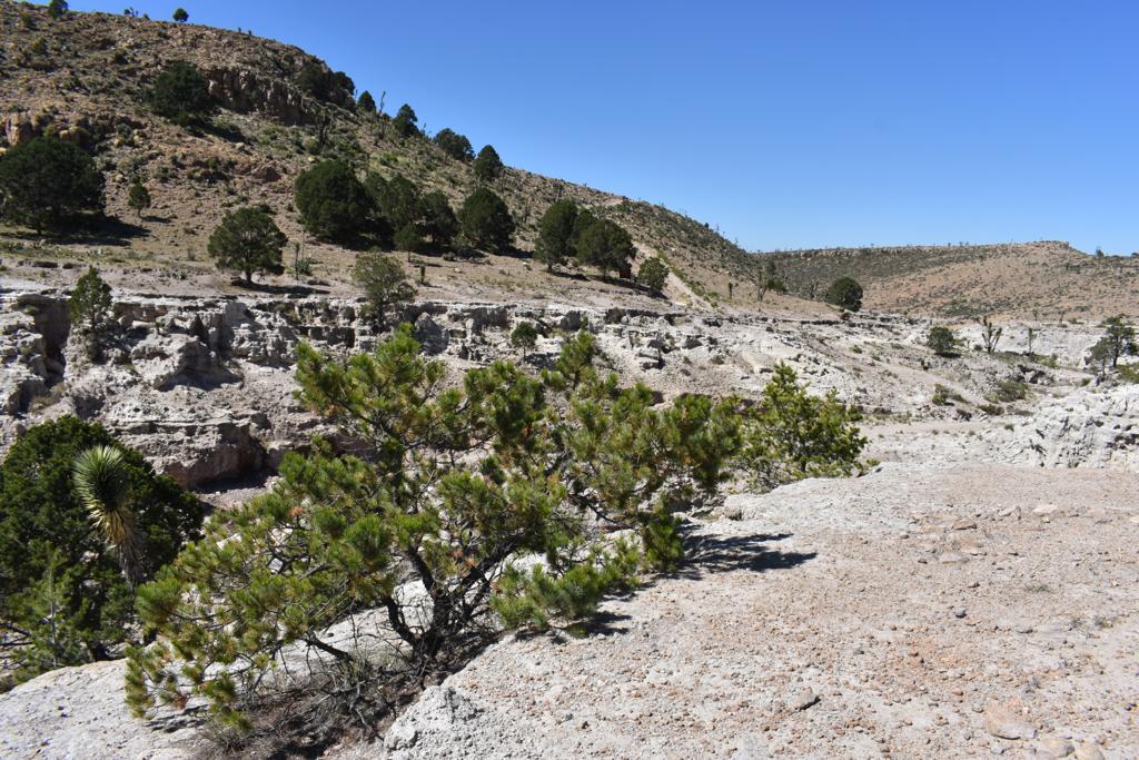 Más de 300 animales y 700 especies vegetales de San Miguelito, serán protegidas con la declaratoria federal.  