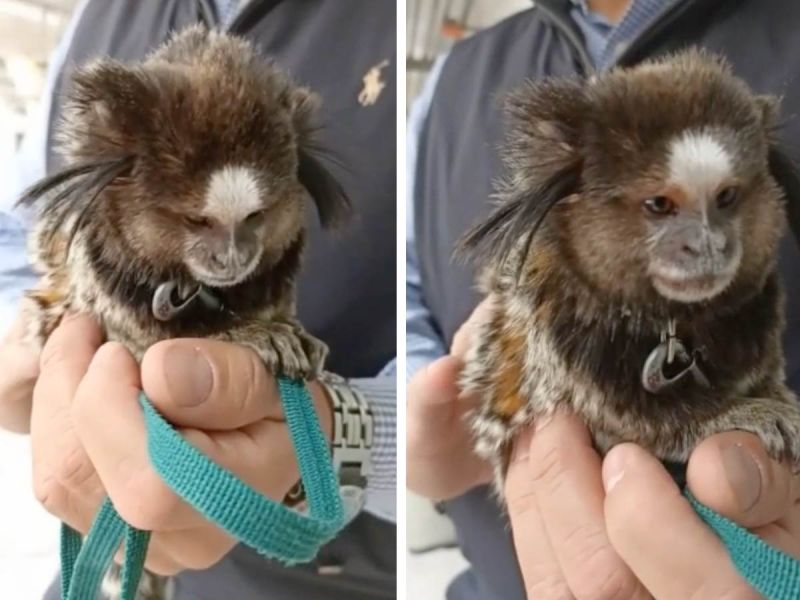 Rescatan en la CDMX a un mono Tití, especie en peligro de extinción