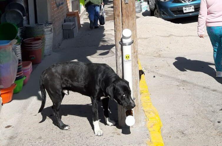Siguen las acciones por parte del Ayuntamiento de Soledad de Graciano Sánchez encaminadas a favorecer el bienestar animal.