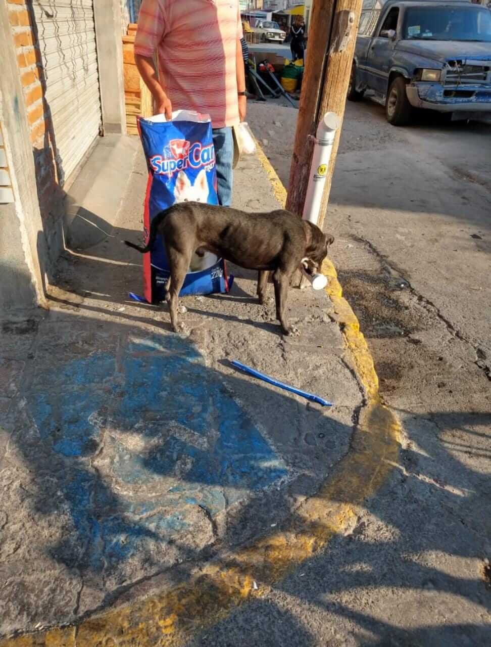 Se pretende ampliar el número de comedores para que cada vez más animales tengan la posibilidad de tener acceso a sus alimentos.