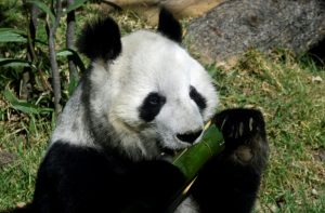 Pandas gigantes del Zoológico de Chapultepec, embajadores de la conservación a nivel mundial