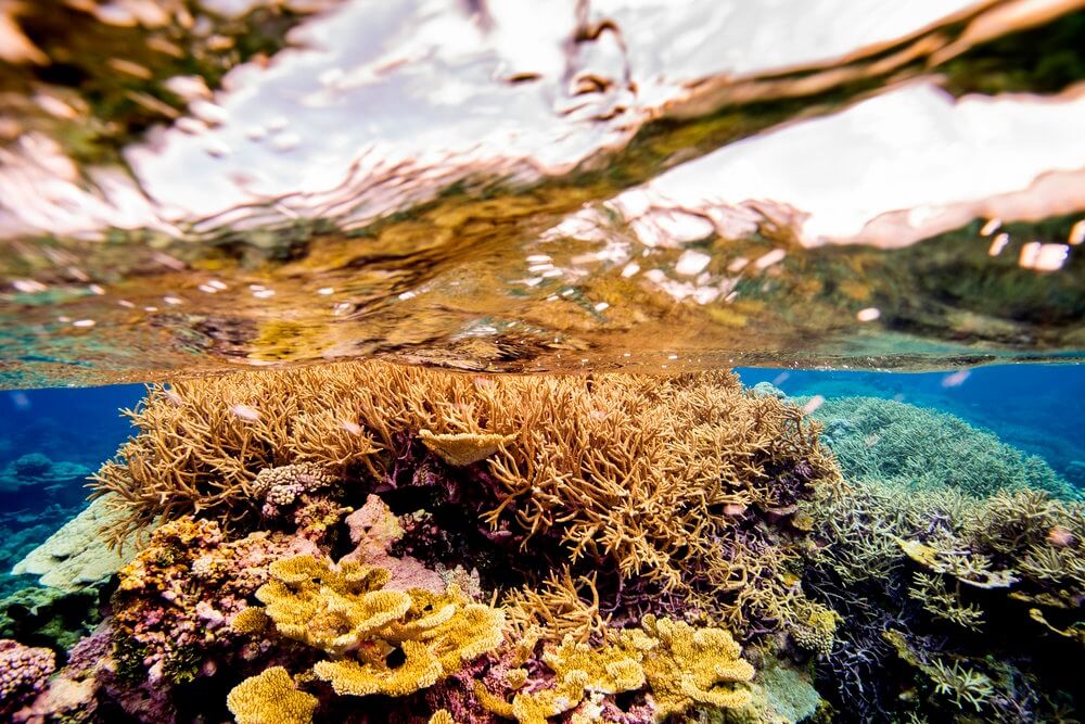 La película pionera en la materia, describe algunas de las islas y monumentos nacionales marinos más bellos del Océano Pacífico