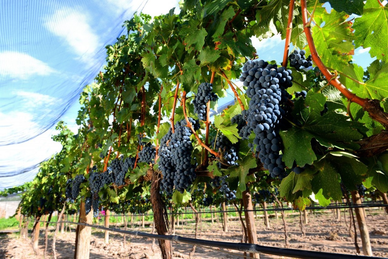 SLP y Parras, Coahuila; cooperan en torno al sector vinícola