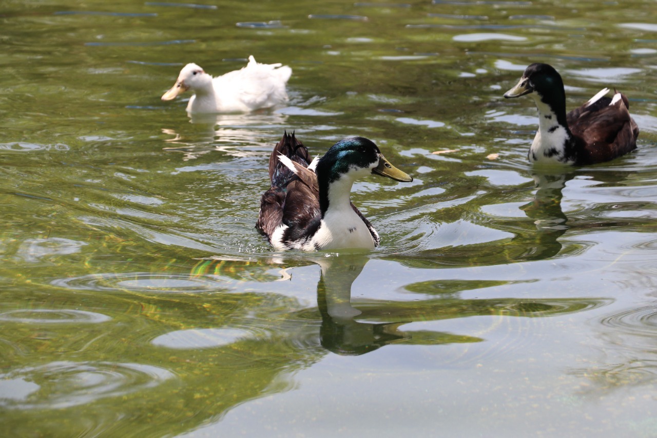 Gobierno de la Capital registra y preserva a los patos del Parque de Morales y la Alameda