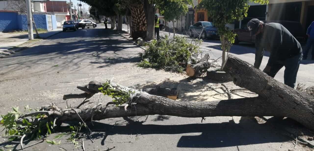 Protección Civil de Soledad de Graciano Sánchez, acudieron a apoyar con árbol que cayó sobre un vehículo en la colonia San Felipe,