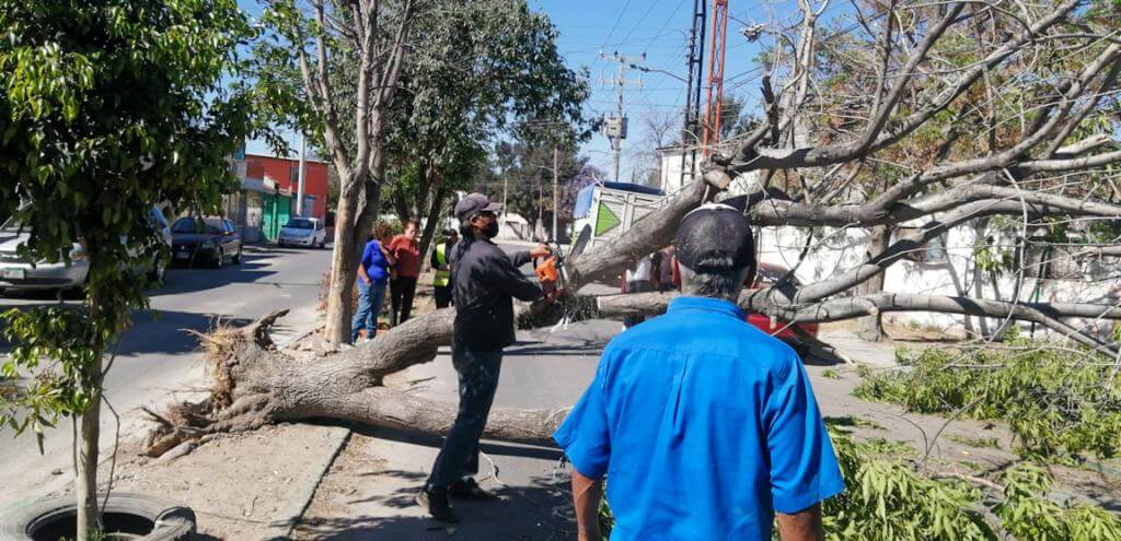 Al momento, en Soledad se han retirado de la vía pública 13 árboles que representaban algún riesgo para la población