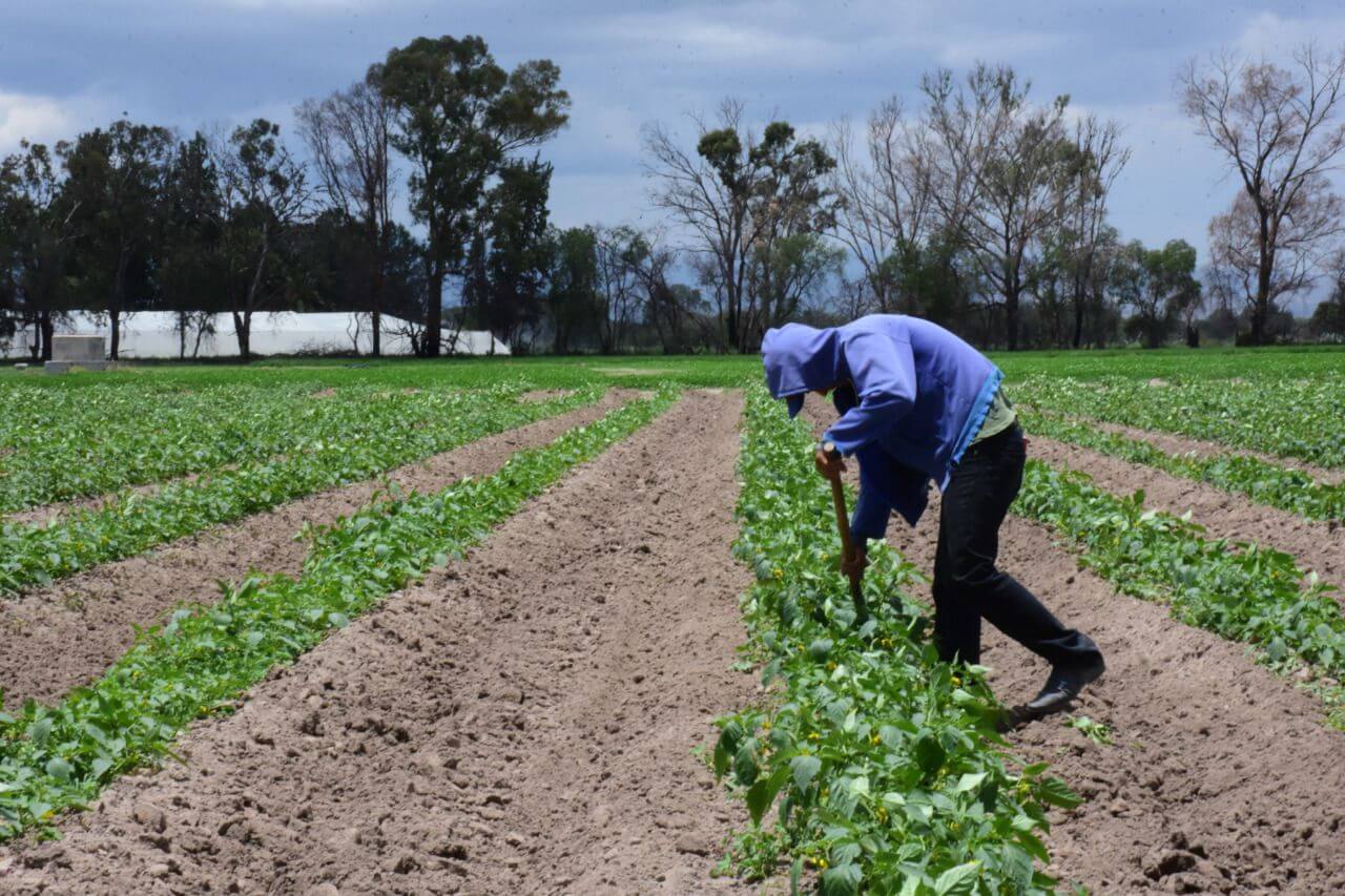 Al momento no se reportan daños en cultivos por lo que se realiza la limpieza general de canales de agua