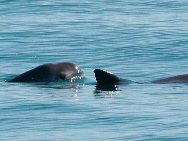 Vaquita marina podría sobrevivir si se elimina la pesca de enmalle