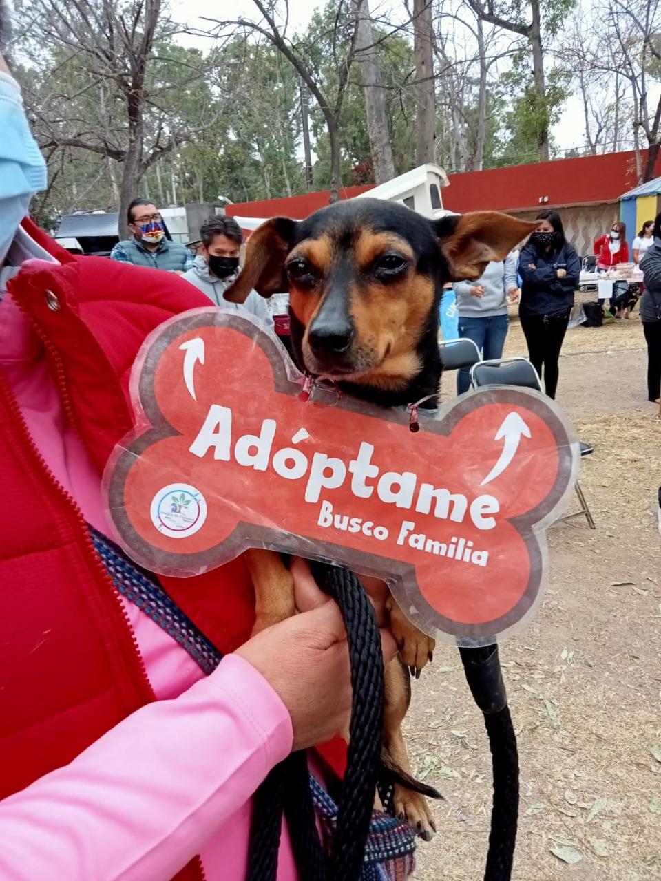 Se dio atención veterinaria y gestión de esterilizaciones para caninos rescatados por la propia Dirección de Gestión Ecológica