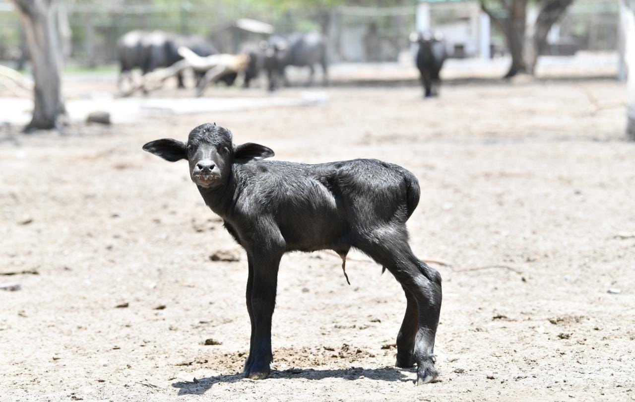 Nace cría de búfalo de agua en el Parque Tangamanga II
