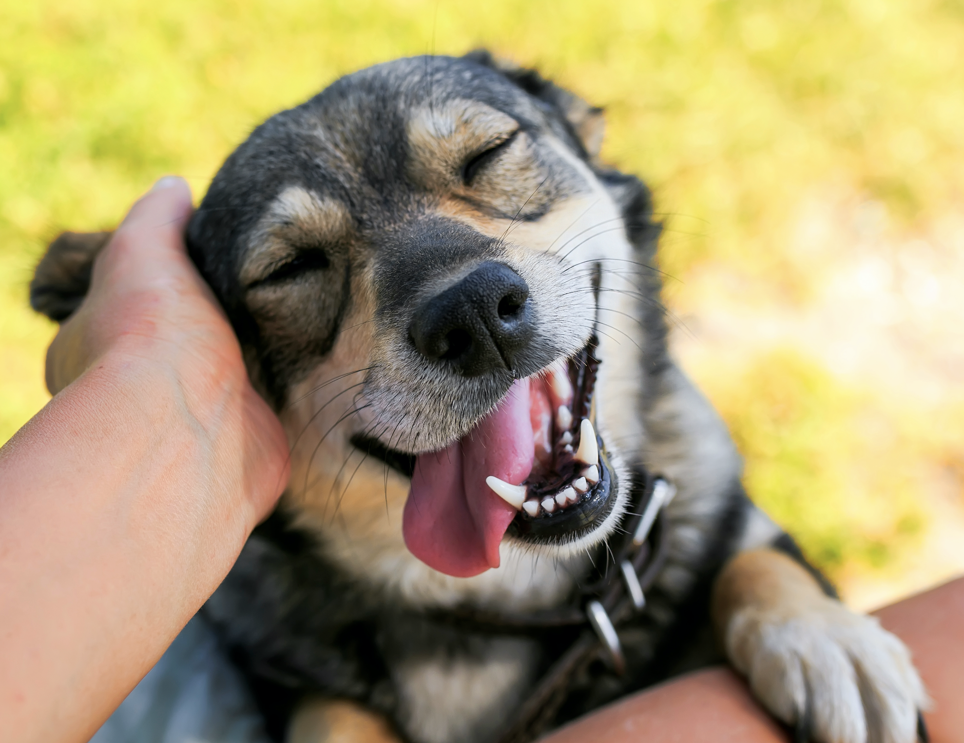 Día Mundial del Perro: Celebra a tu peludo amigo