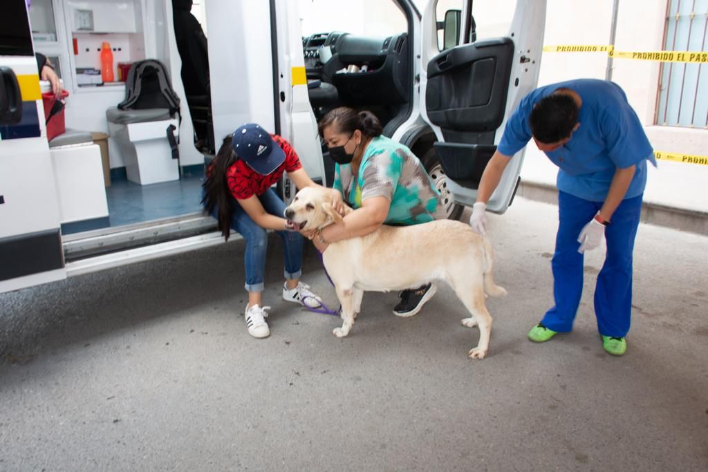 Ambudog brinda atención médica a más de 180 animalitos por semana