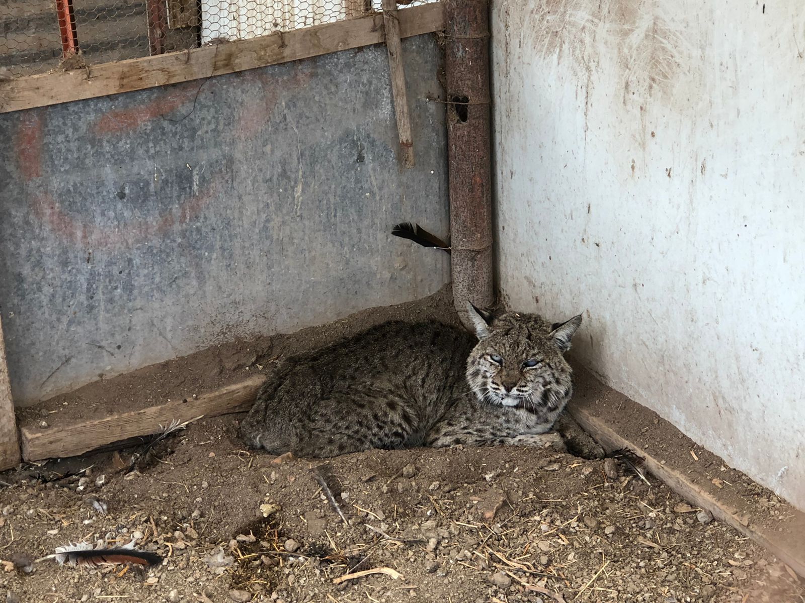 PROTECCIÓN CIVIL CAPTURA GATO MONTÉS EN SOLEDAD