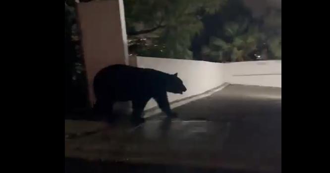 Captan a un oso negro paseando por calles de Nuevo León