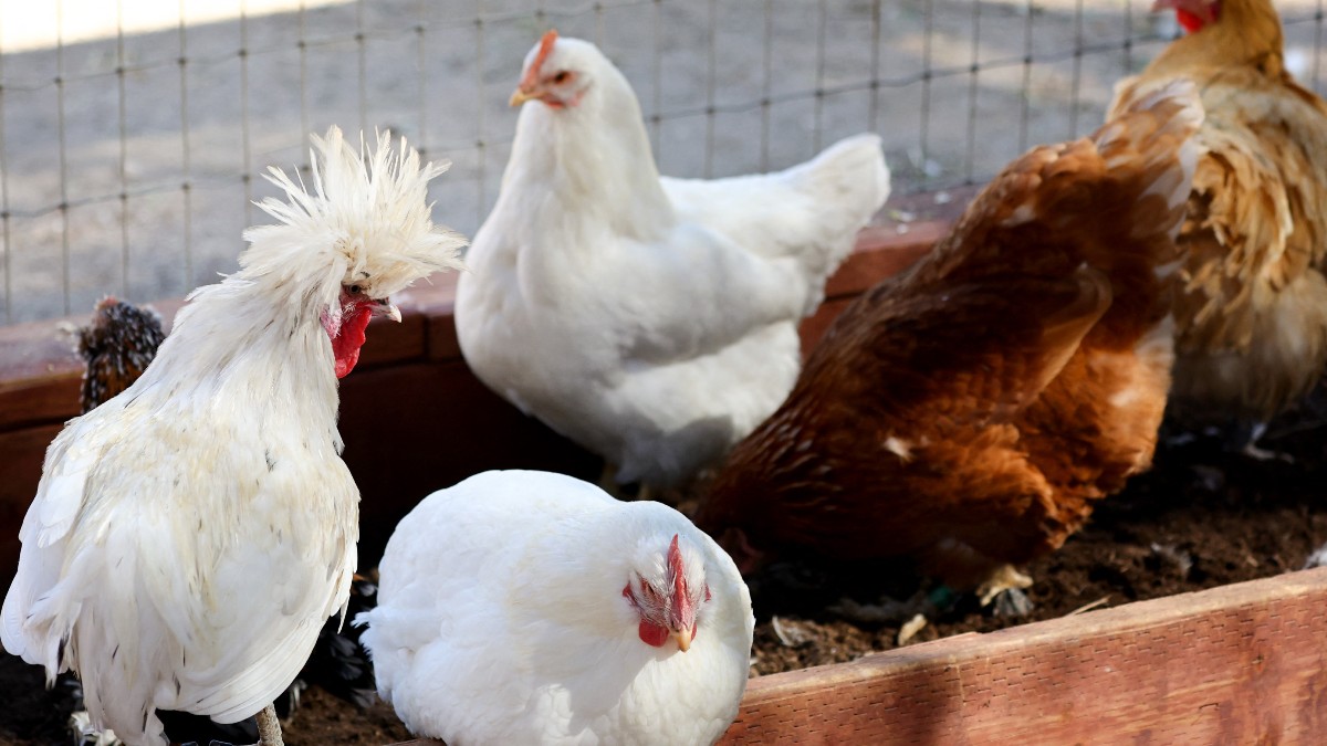 México registra el primer caso de gripe aviar H5N1