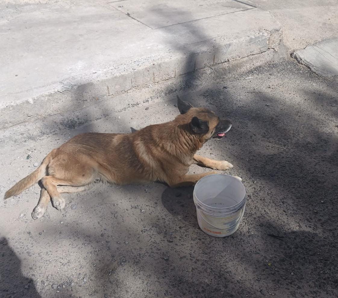 SSPC acudieron a la colonia Guanos en atención a un reporte de un perro que presuntamente fue atropellado