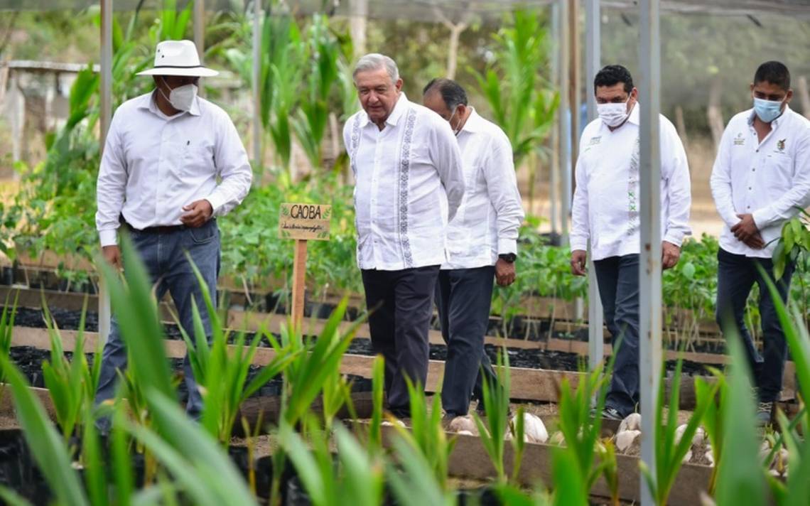 Sembrando Vida reduce cultivo de plantas para la fabricación de drogas: AMLO