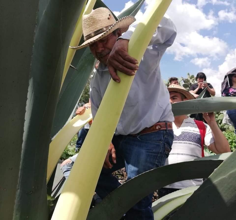 Invitan a participar en las actividades que se llevarán a cabo con motivo del Día Nacional del Pulque en el  Museo del Ferrocarril