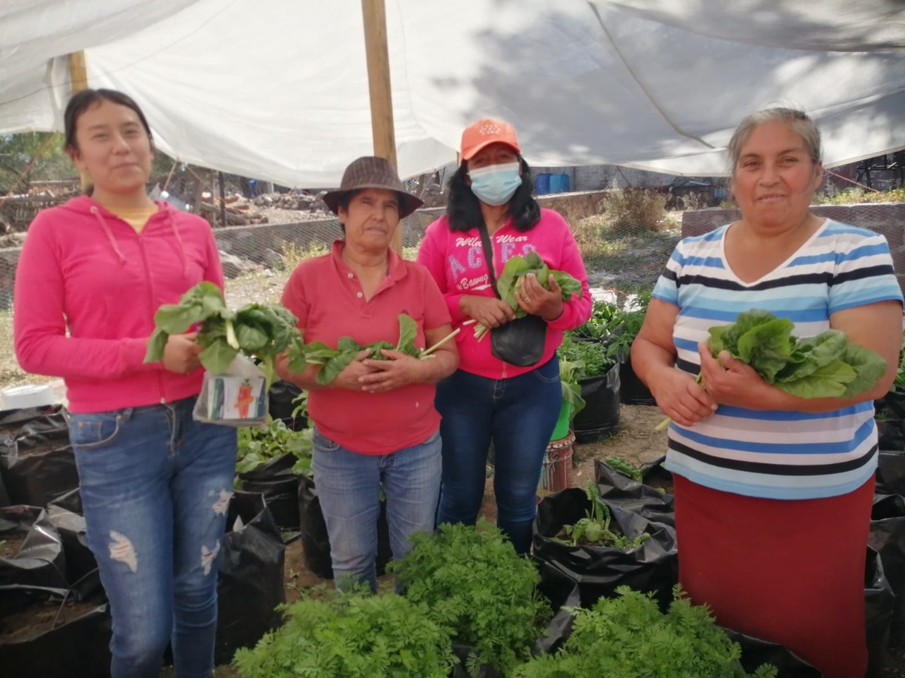 Habitantes de localidades rurales recolectaron en el último bimestre del año, verduras y hortalizas.