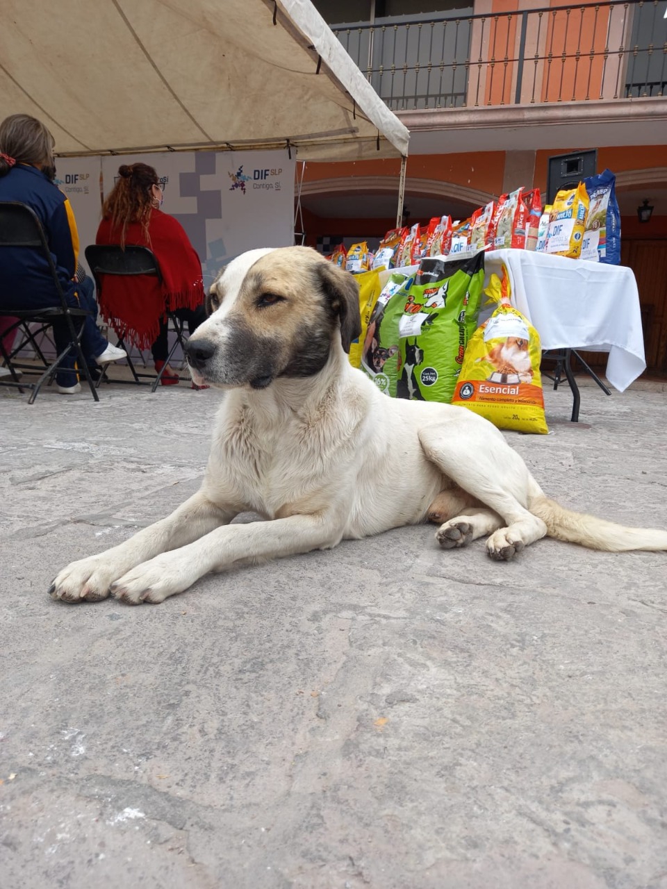 Con el Croquetón, Gobierno de la Capital recolecta dos toneladas de croquetas para animalitos albergados