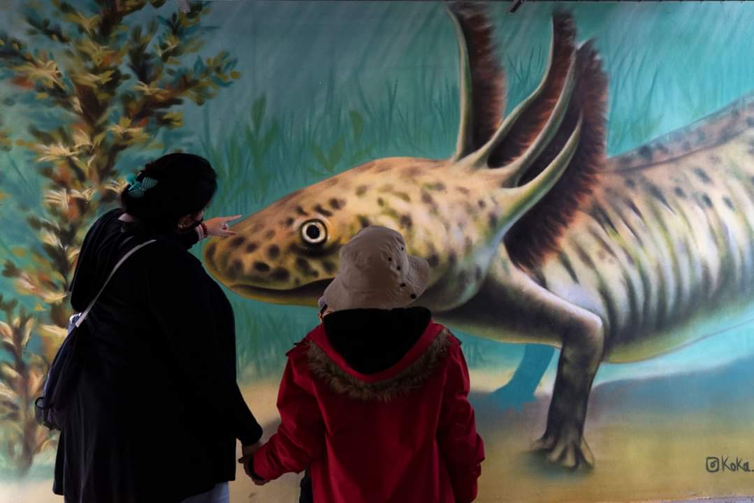 Crean "Anfibium", Museo del Axolote en el Zoológico de Chapultepec