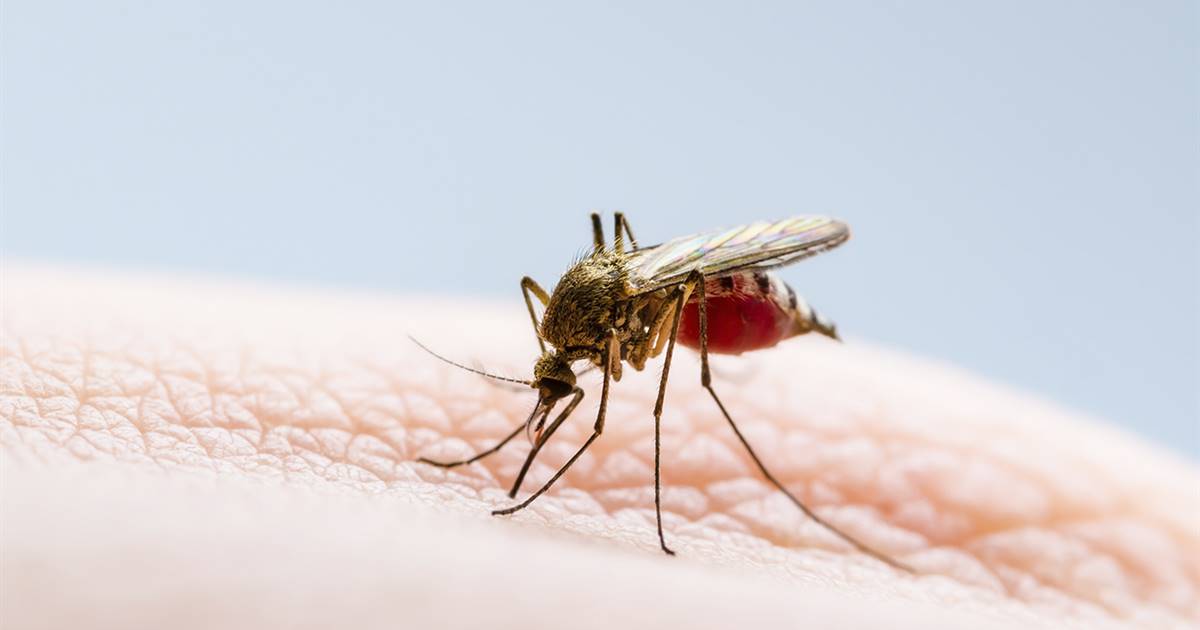 En SLP, detectan primer caso de dengue del año