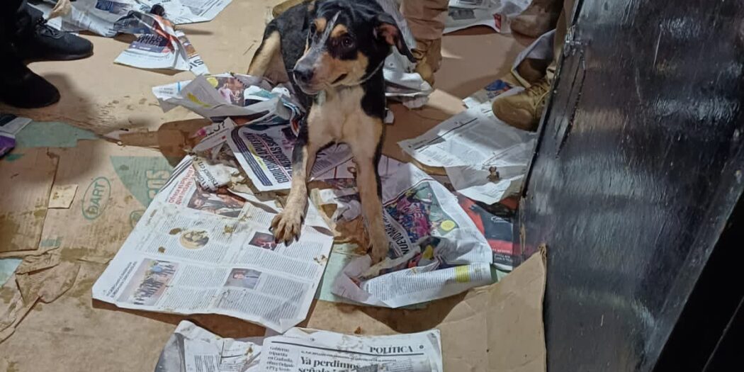 Rescatan a 60 perritos en una casa de Coyoacán por maltrato animal