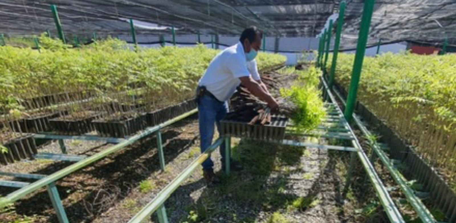 Programa "Patrimonio Verde", ha entregado más de 11 mil árboles de Cedro Rojo y Agaves a municipios de las cuatro regiones de la Entidad
