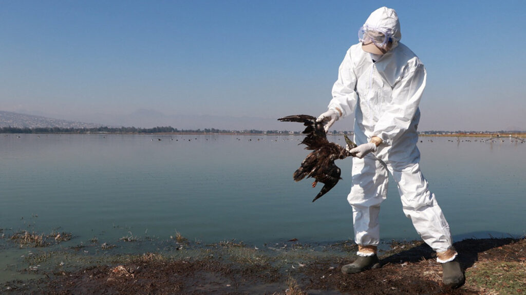 Mueren cientos de aves en la costa del Pacifico de México derivado del calentamiento