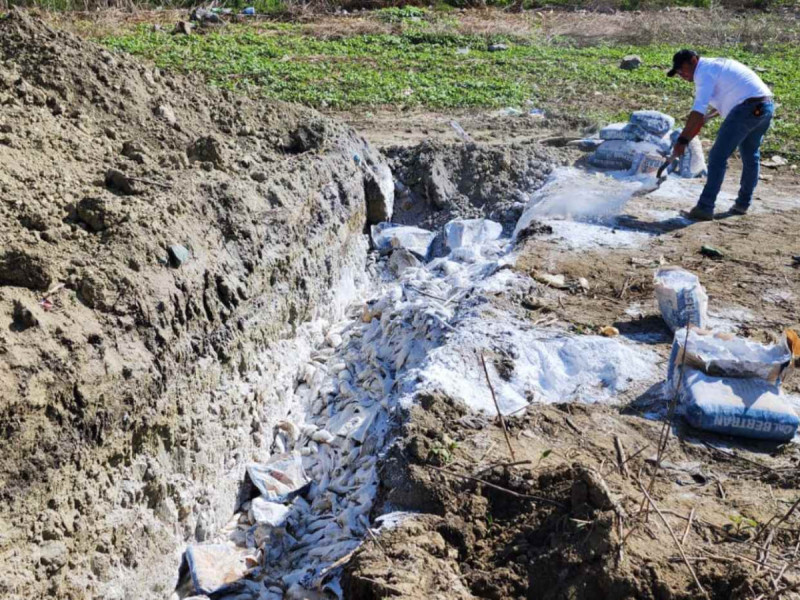 Sequía provoca la muerte de miles de peces en Tepeji del Río