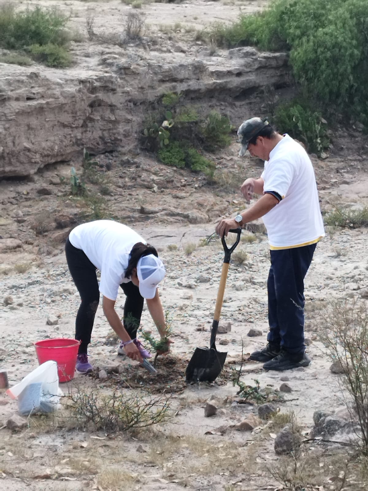 De manera conjunta con la Dirección de Gestión Ecológica, Eato, Sabic y Batz Mexicana, plantan 200 árboles.