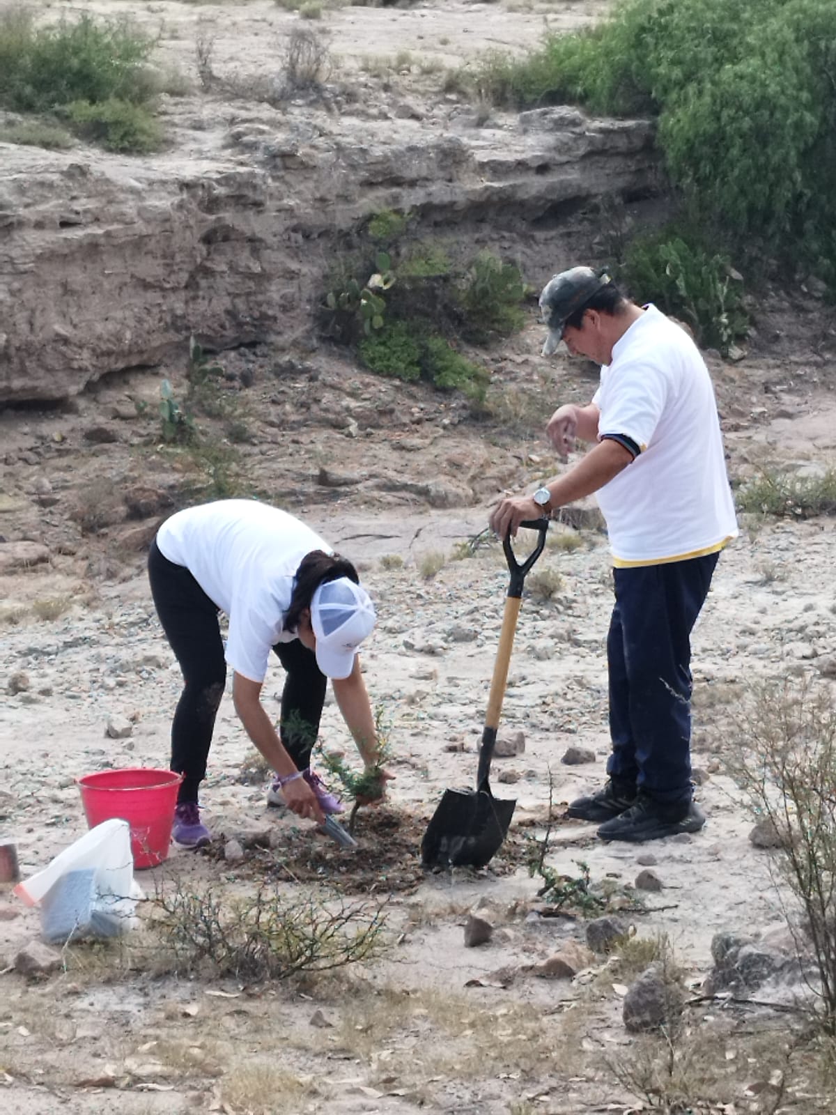 De manera conjunta con la Dirección de Gestión Ecológica, Eato, Sabic y Batz Mexicana, plantan 200 árboles.