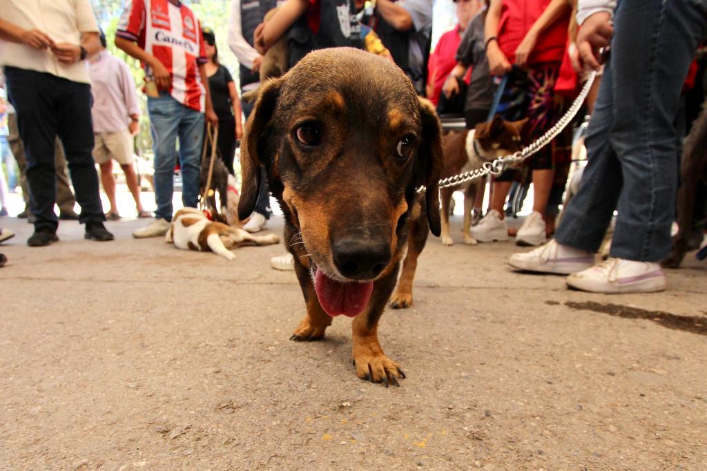 En el 4o Festival de la Adopción Canina y Felina, el Alcalde Enrique Galindo destaca esta iniciativa pionera en todo el Estado.