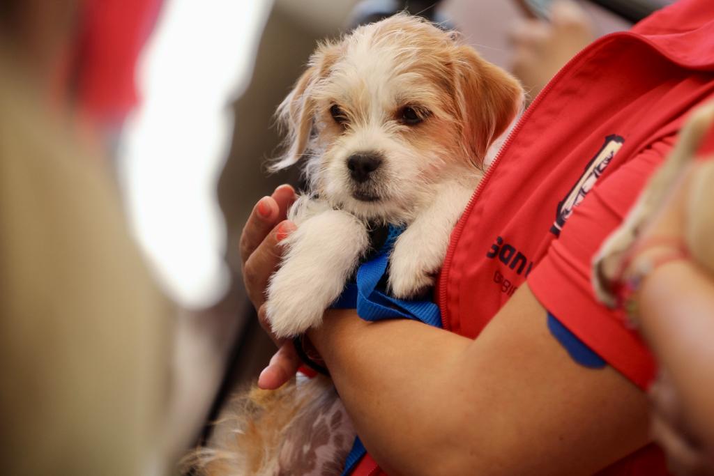 En cuanto a los resultados del 4º Festival de Adopción Canina y Felina, encontraron un nuevo hogar más de 50 mascotas.