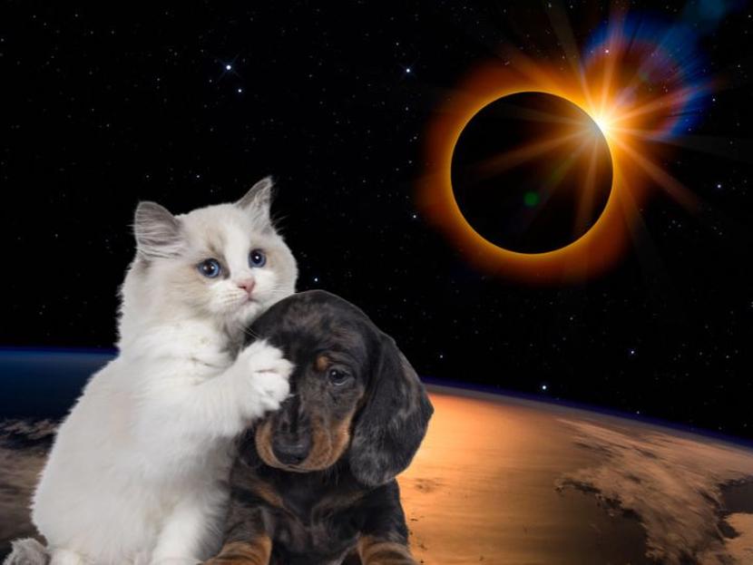 ¿Cómo proteger a tus mascotas durante un eclipse de Sol?